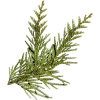 56305e7896795661bd - Plants - 