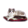 Animal - Animals - 