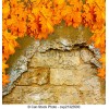 Autumn - Nature - 