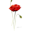 Coquelicot - Illustrations - 