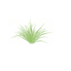 Grass - Plants - 