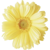 Flower - Plants - 