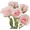 Flower - Plants - 