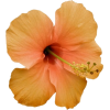 Flowers - Nature - 