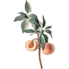 Item - Plants - 