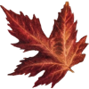 Leaf - Illustrations - 