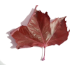 Leaf - Plants - 