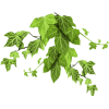 Plant Green - Plants - 