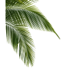 Tropical Plants - Plants - 