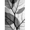 X-Ray Leaves - Uncategorized - 