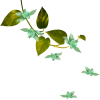 Biljke - Plants - 