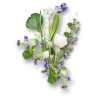 biljke - Plants - 