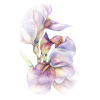 Flower Plants Purple - Plants - 