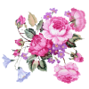 Flower - Plants - 