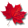 leaf red - Uncategorized - 