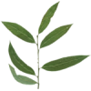 leaves - Illustrations - 