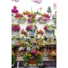 london - Nature - 