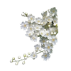 nature - Plants - 
