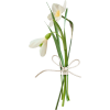 pic - Plants - 
