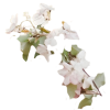 plants - Plants - 