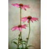 pozadina - Background - 