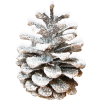 Acorn - Plants - 