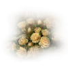Flower - Plants - 