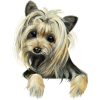 Dogs - Animals - 