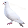 Bird - Animals - 
