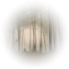 Šuma / Forest - Nature - 