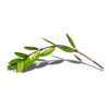 Twig Green Plants - Plants - 